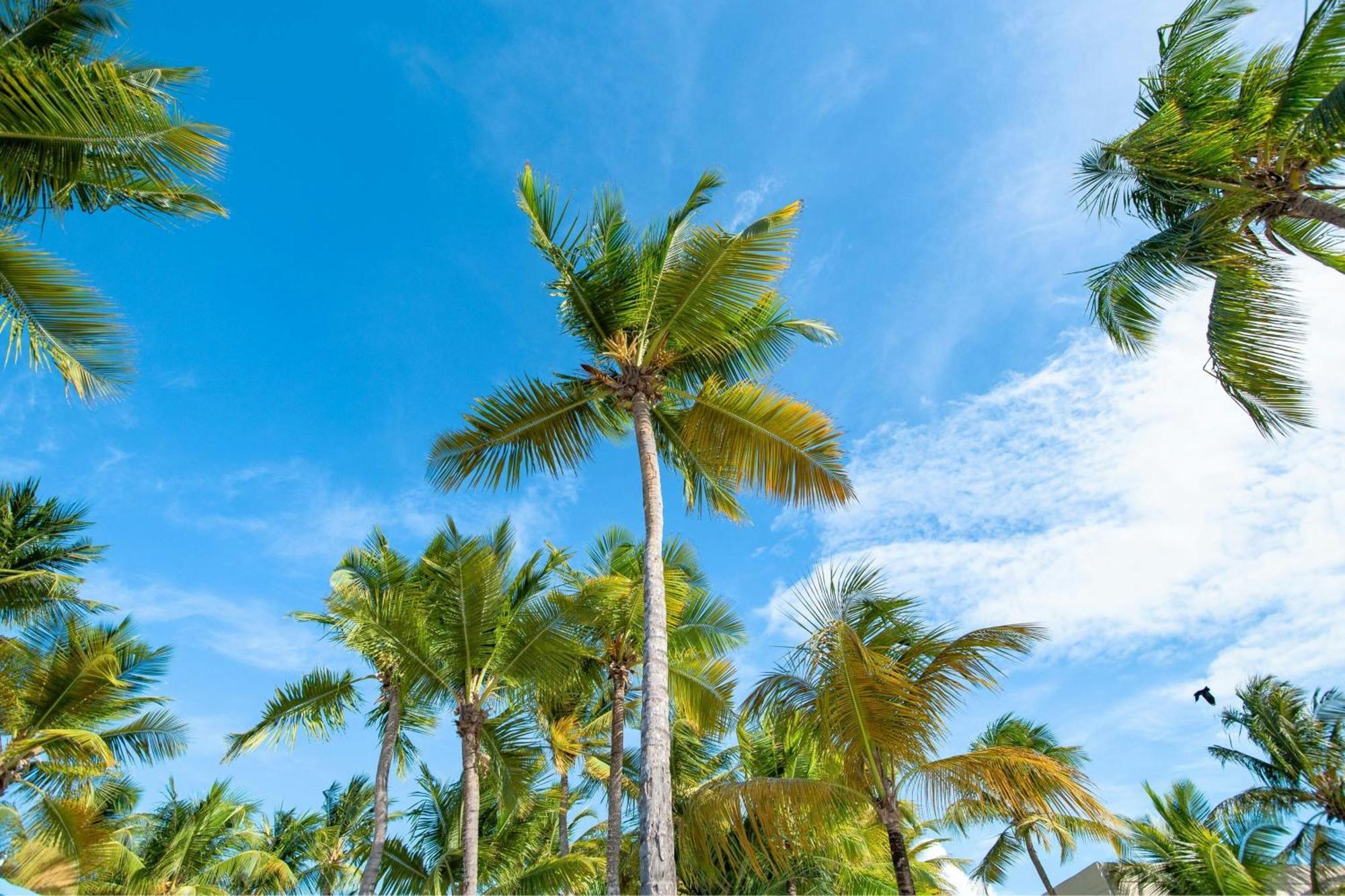 Courtyard By Marriott Isla Verde Beach Resort San Juan Eksteriør bilde